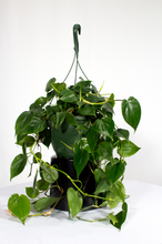 Load image into Gallery viewer, 10" Hanging Basket Philodendron Cordatum