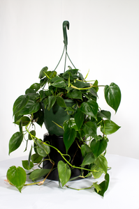 10" Hanging Basket Philodendron Cordatum