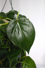 Load image into Gallery viewer, 10" Hanging Basket Philodendron Cordatum