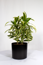 Load image into Gallery viewer, 6” Song of India