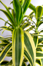 Load image into Gallery viewer, 6” Song of India