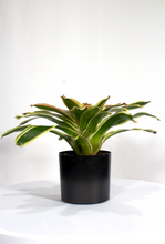 Load image into Gallery viewer, 6” Bromelia Neorgelia  ‘Mona lisa’