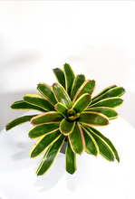 Load image into Gallery viewer, 6” Bromelia Neorgelia  ‘Mona lisa’