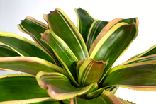 Load image into Gallery viewer, 6” Bromelia Neorgelia  ‘Mona lisa’