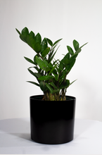 Load image into Gallery viewer, 6” ZZ Plant