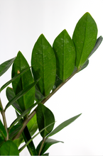 Load image into Gallery viewer, 6” ZZ Plant