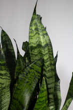 Load image into Gallery viewer, 6” Snake Plant Futura