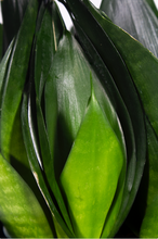 Load image into Gallery viewer, 6” Sansevieria Hahnii