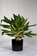Load image into Gallery viewer, 6” Aglaonema Gold Madonna