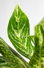 Load image into Gallery viewer, 6” Aglaonema Gold Madonna