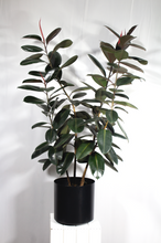 Load image into Gallery viewer, 14”/6ft Rubber Plant