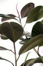 Load image into Gallery viewer, 14”/6ft Rubber Plant