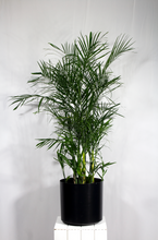 Load image into Gallery viewer, 10”/5ft Bamboo Palm