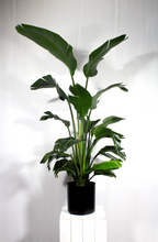 Load image into Gallery viewer, Strelitzia 'Bird of Paradise' 5 Gallon