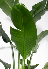 Load image into Gallery viewer, Strelitzia 'Bird of Paradise' 5 Gallon