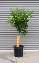 Load image into Gallery viewer, Valencia Orange 15 Gallon