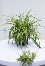 Load image into Gallery viewer, Reverse  Spider Plant  6” Pot