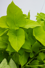 Load image into Gallery viewer, Sweet Potato Vine - Green Variety  10” Pot