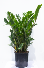 Load image into Gallery viewer, ZZ Plant 2 Gallon