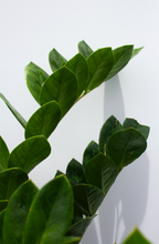 Load image into Gallery viewer, ZZ Plant 2 Gallon
