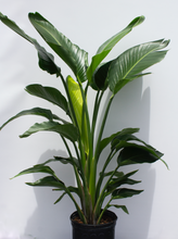 Load image into Gallery viewer, Strelitzia Bird of Paradise 3 Gallon