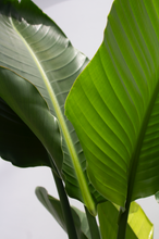 Load image into Gallery viewer, Strelitzia Bird of Paradise 3 Gallon