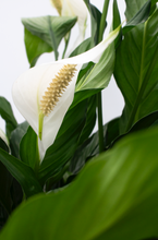 Load image into Gallery viewer, Peace Lily 3 Gallon