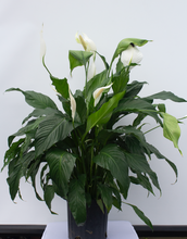 Load image into Gallery viewer, Peace Lily 3 Gallon