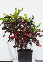 Load image into Gallery viewer, Croton Mamey 2 Gallon
