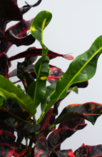 Load image into Gallery viewer, Croton Mamey 2 Gallon