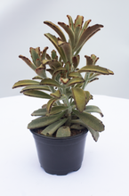 Load image into Gallery viewer, Chocolate Soldier Succulent 4” Pot