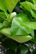 Load image into Gallery viewer, Valencia Orange 15 Gallon