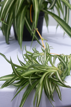 Load image into Gallery viewer, Reverse  Spider Plant  6” Pot