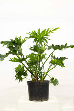 Load image into Gallery viewer, Philodendron Selloum 4&#39; tall [Rental]