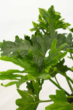 Load image into Gallery viewer, Philodendron Selloum 4' tall | 7 Gallon