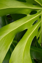 Load image into Gallery viewer, Philodendron Selloum 4' tall | 7 Gallon