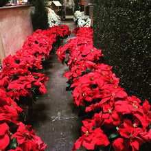 Load image into Gallery viewer, Package - A Christmas Story