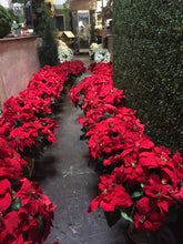 Load image into Gallery viewer, Poinsettias