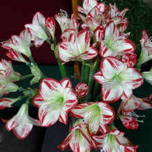 Load image into Gallery viewer, Silks