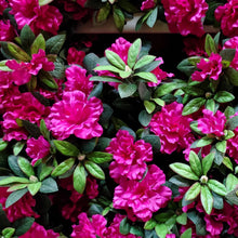 Load image into Gallery viewer, Silks