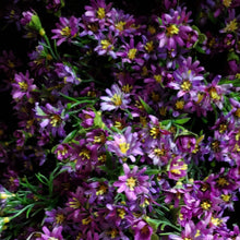 Load image into Gallery viewer, Silks