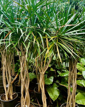Load image into Gallery viewer, Dracaena Marginata Wave 5' or 6.5' tall