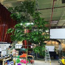 Load image into Gallery viewer, Orange Jasmine 15' Handbuilt Tree