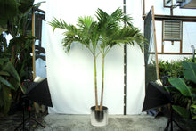 Load image into Gallery viewer, Adonidia Palm 10-11'