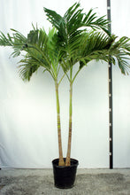 Load image into Gallery viewer, Adonidia Palm 10-11'