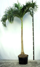 Load image into Gallery viewer, Package - Jurassic Park