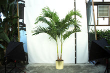 Load image into Gallery viewer, Adonidia Palm 8-9'