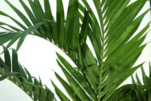 Load image into Gallery viewer, Adonidia Palm 10-11'