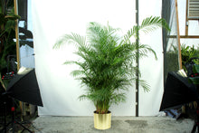 Load image into Gallery viewer, Areca Palm  6&#39;-7&#39;