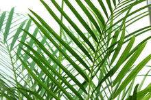 Load image into Gallery viewer, Areca Palm  6'-7'